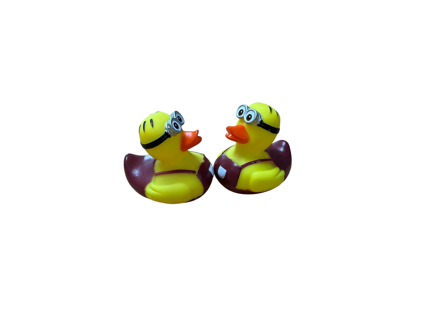 Double cockle sm 3544