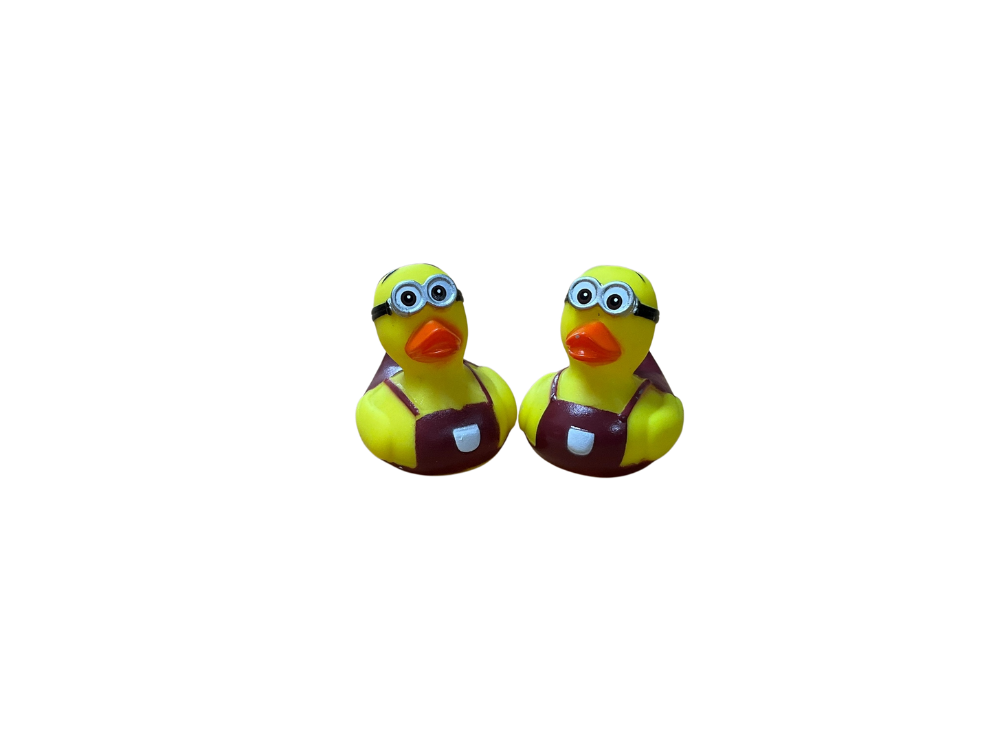 Double cockle sm 3544