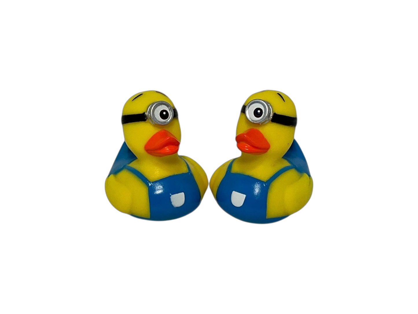 One eye cockle. Sm 3542