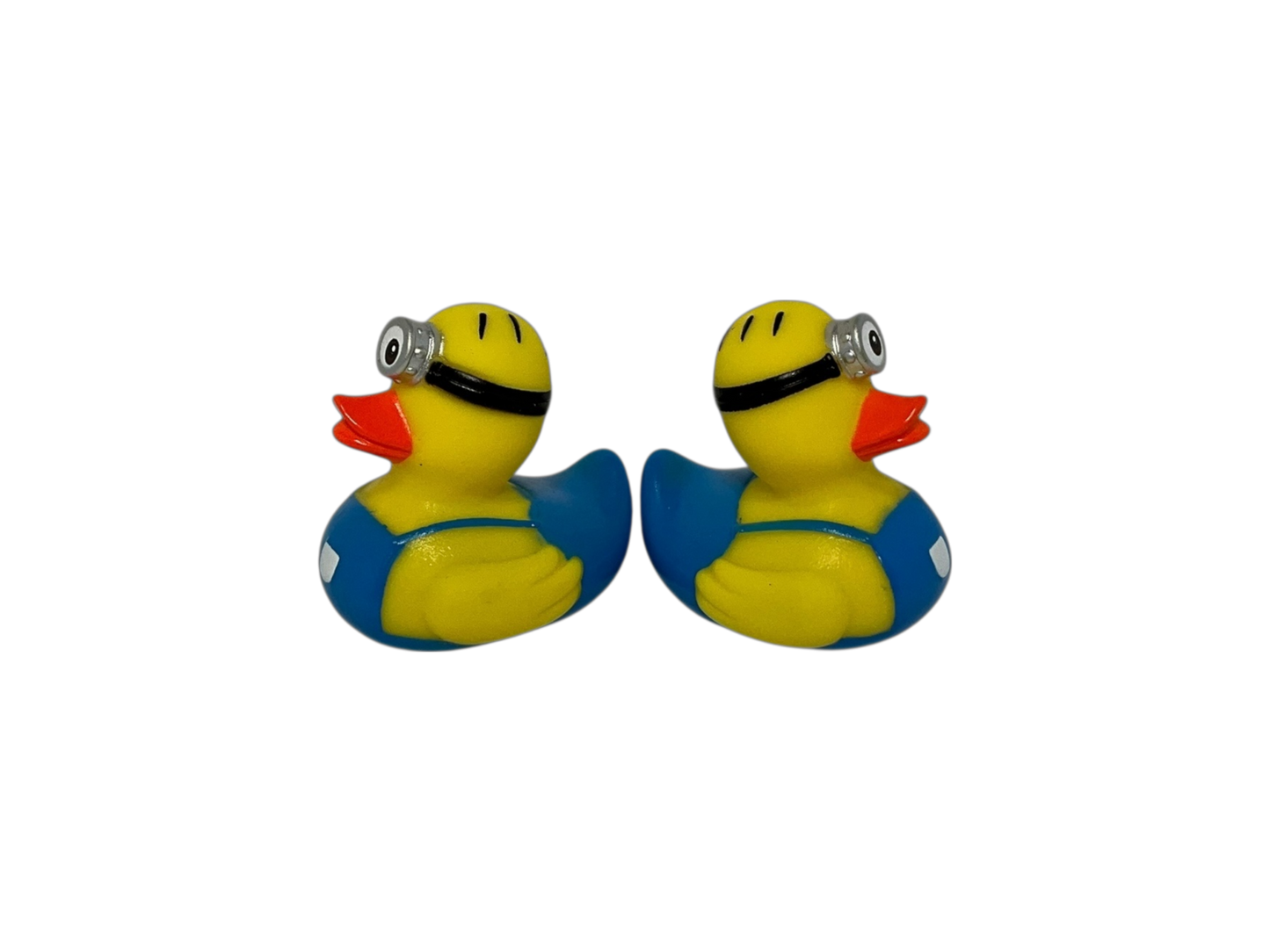 One eye cockle. Sm 3542