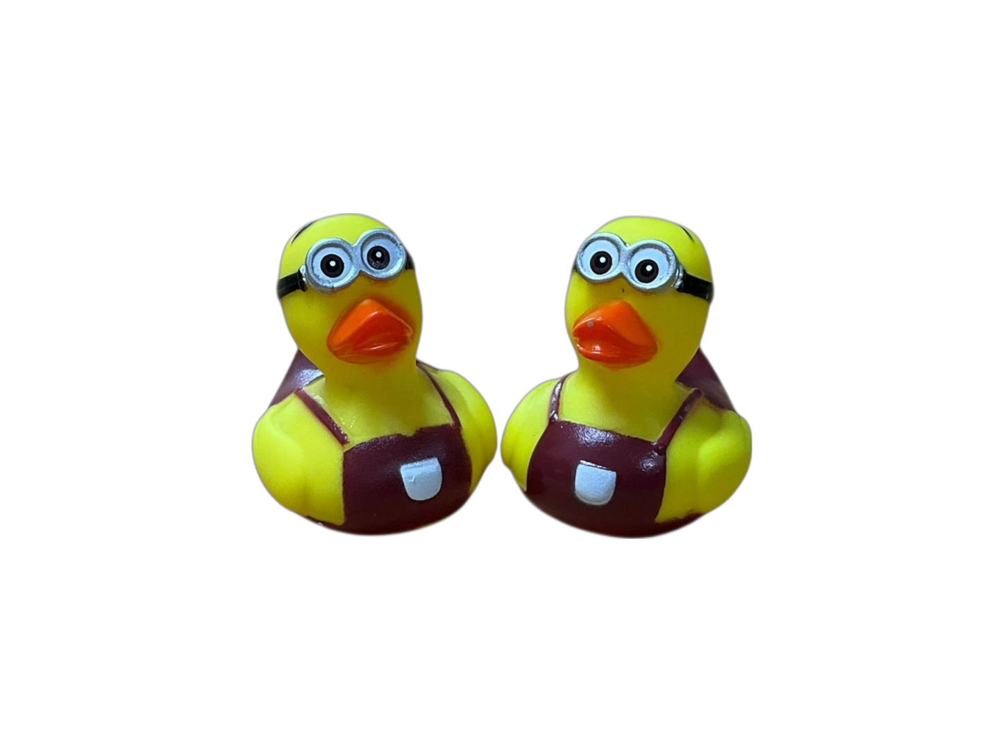 Double cockle sm 3544